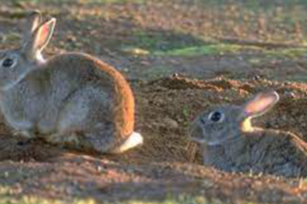 Rabbits considered agricultural pest.