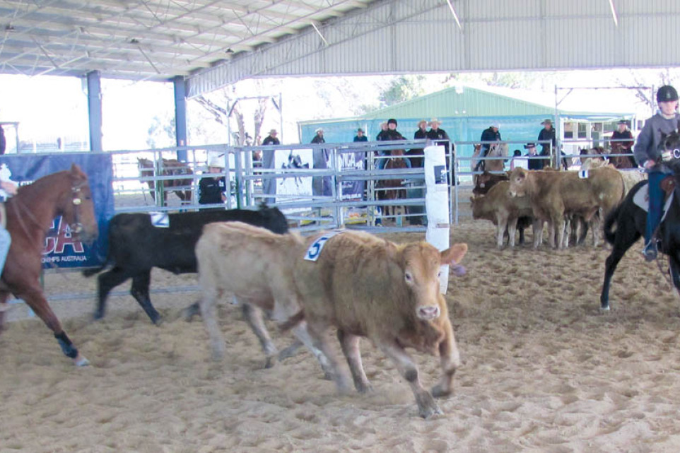 Ranch Sorting At Allora - A Family Affair - feature photo