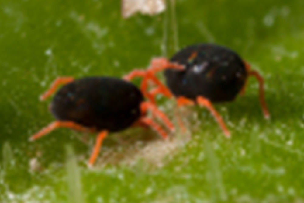 Redlegged earth mites.