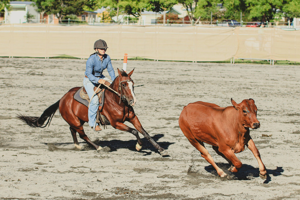 Allora Competitor Rose Picton competing in the Onadare Group Novice Draft. Photo, Jess L. Rea Photography