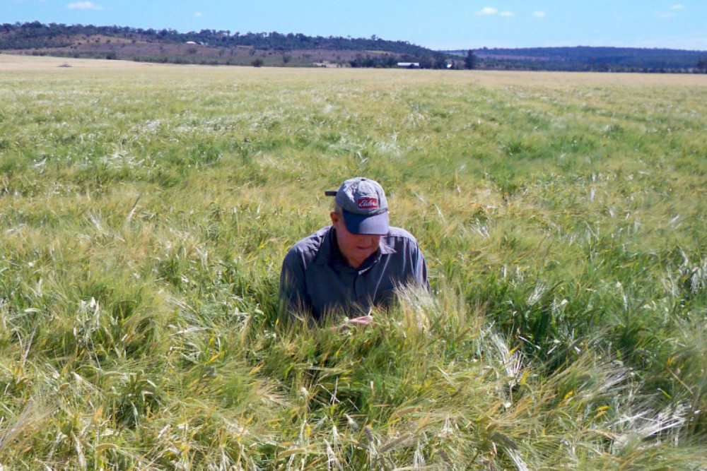 An outstanding high yielding barley crop in 2020 grown by the Rosenberger family at Silverleigh. - Photo, Ron Rosenberger