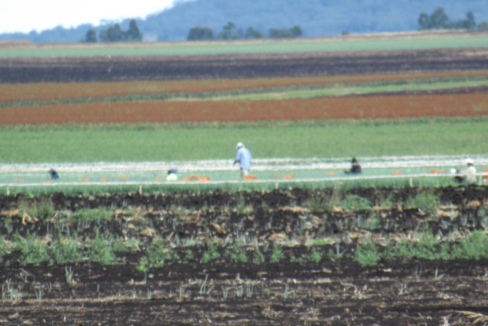 Seasonal workers on a local farm.