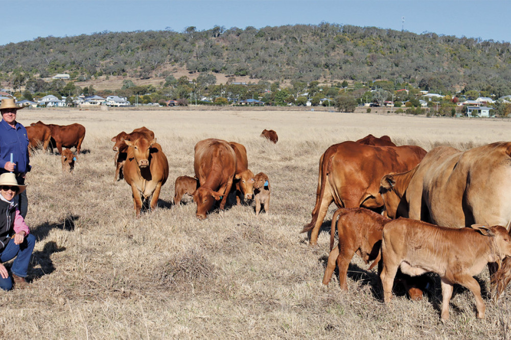 At their Oakmore Park Stud on the outskirts of Greenmount township, Sharon and Greg Harms maintain a very successful business breeding Droughtmasters.