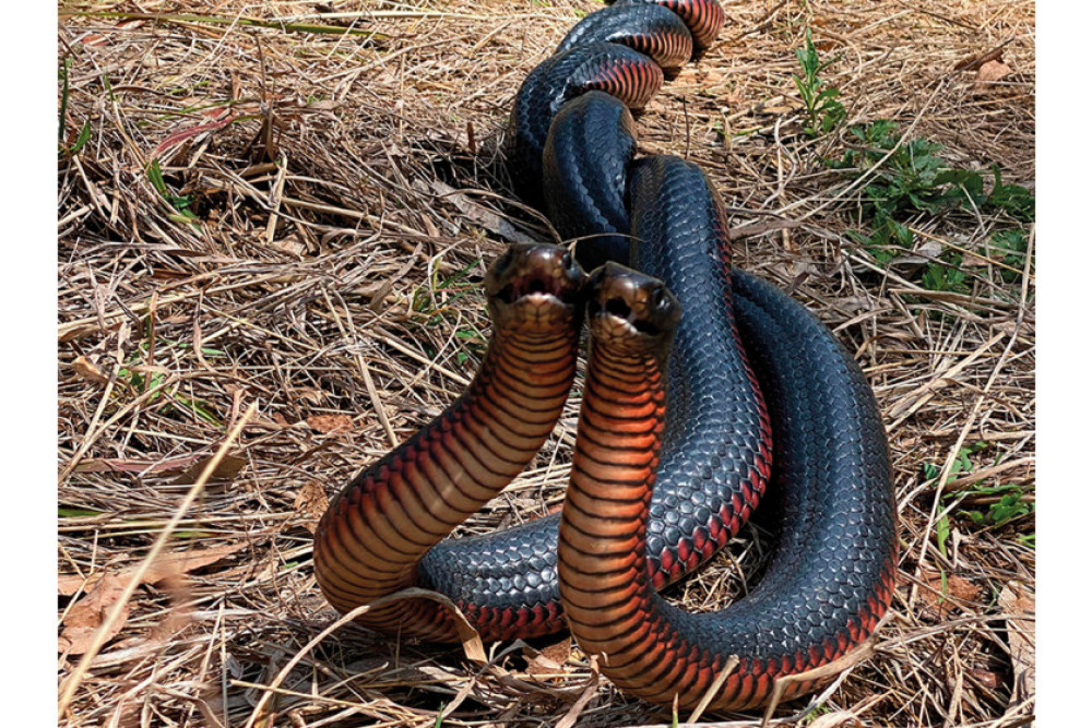 Snakes Alive - It’s Mating Time - feature photo