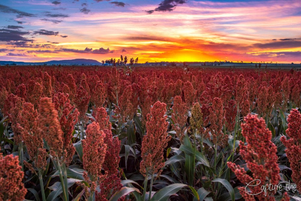 Sorghum in full bloom - feature photo