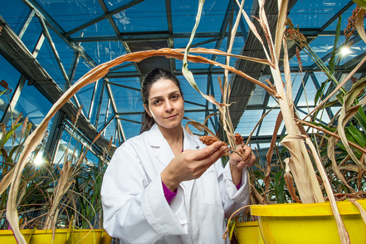 Senior Research Fellow at the Centre for Crop Health Dr Niloofar Vaghefi.