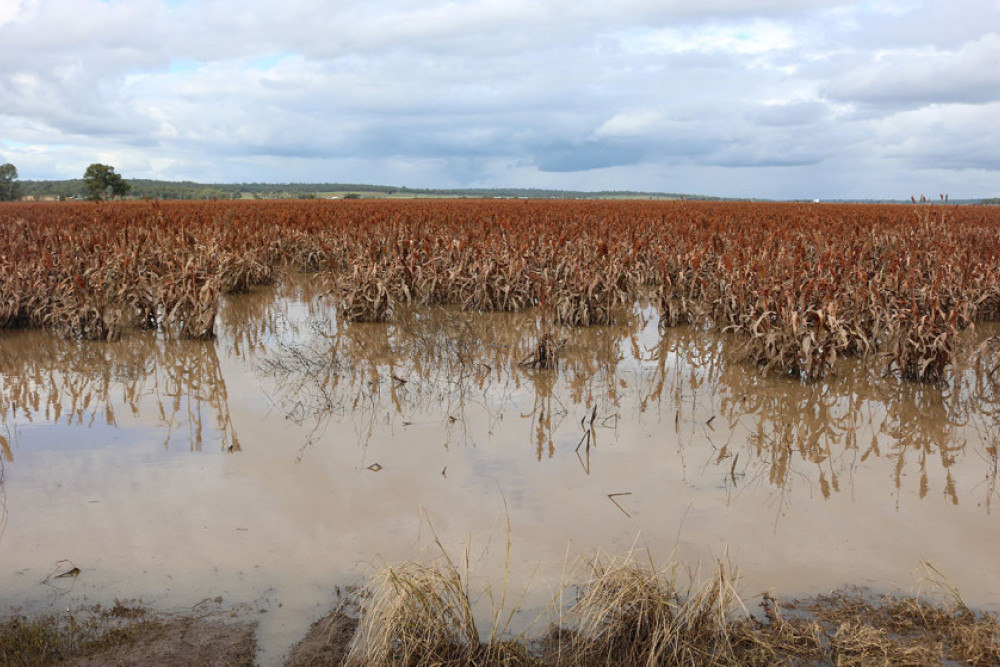 This crop of sorghum in the Sandy Camp area west of Clifton would be among the worst affected crops in the district as it stands in ground saturated after weeks of heavy rainfall.