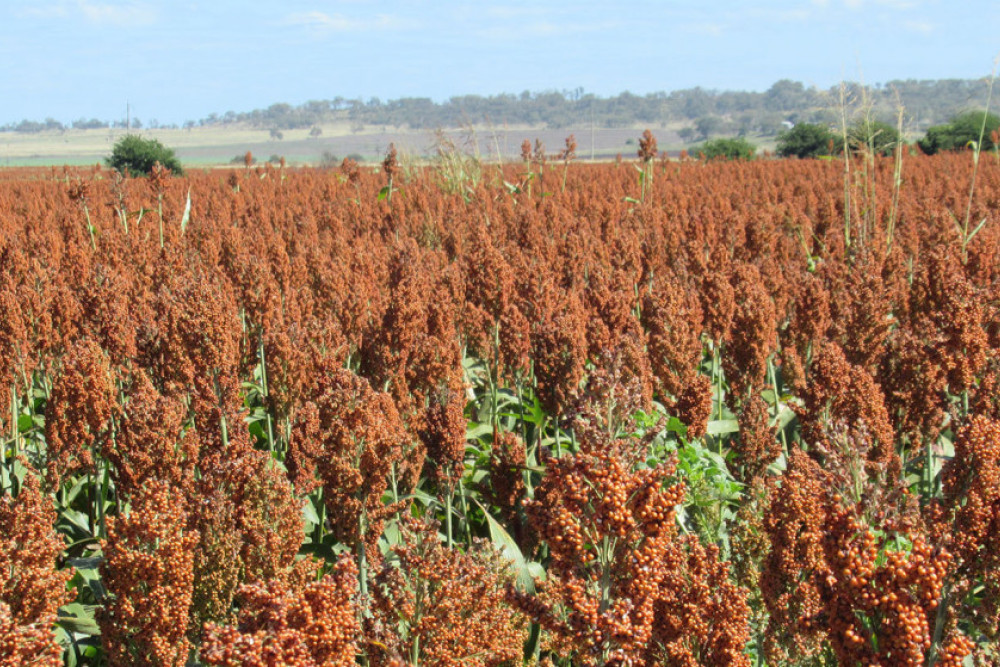 A Good Season For Sorghum Crops On The Darling Downs - feature photo