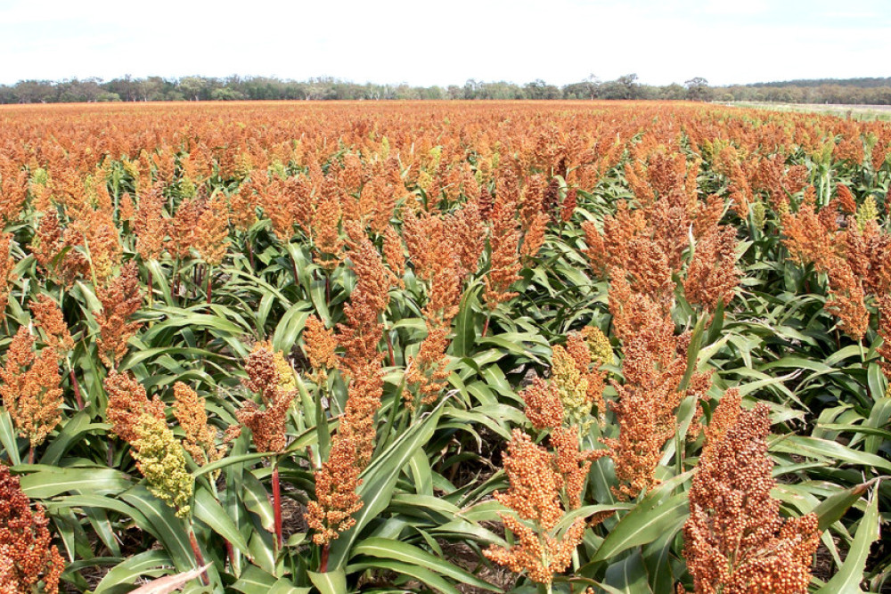 A healthy sorghum crop grown last year on a local Allora property.