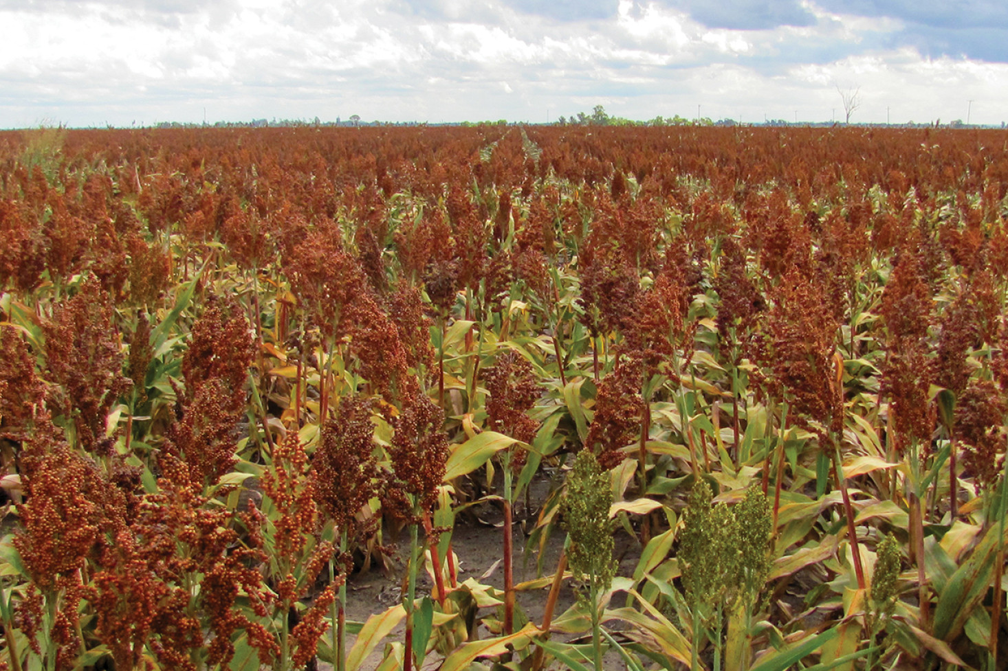 There is concern over the result of sorghum crops locally after recent rain events threatened significant downgrading.