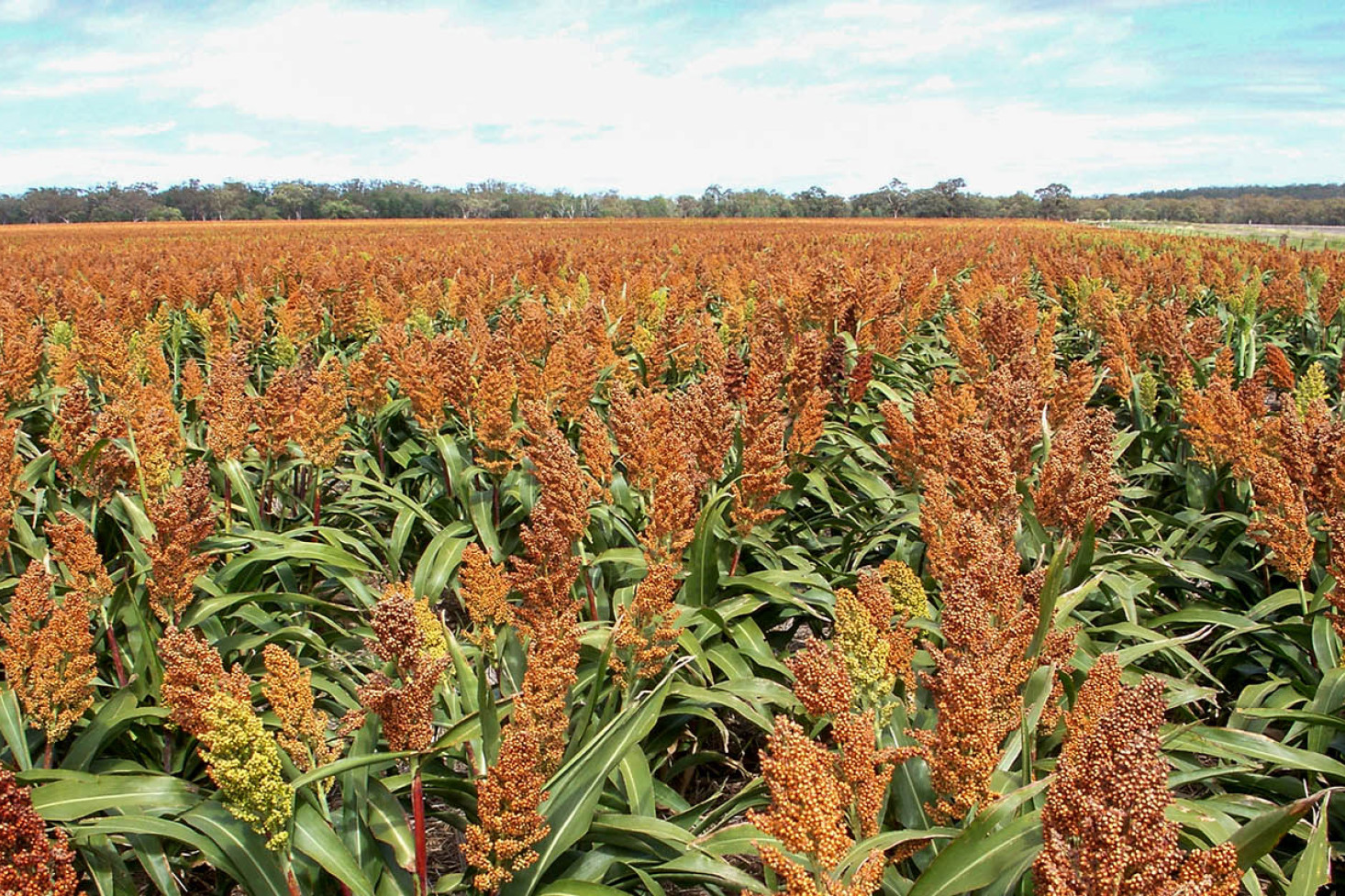 Sorghum is among the high value crops that contribute to the substantial agricultural contribution made by the Toowoomba Region to the Queensland economy.