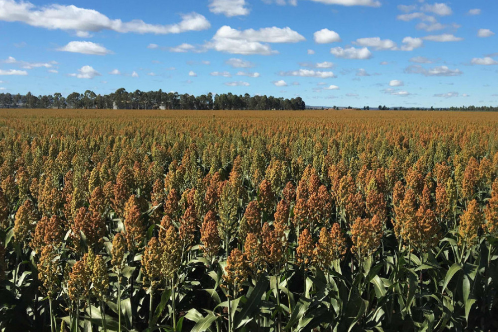 The sky is the limit for sorghum - feature photo