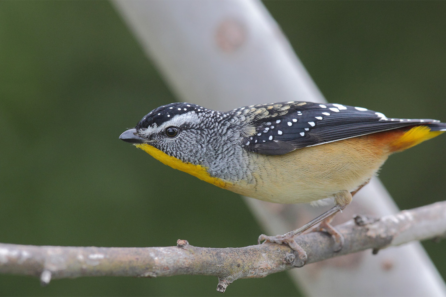 One woodland bird species is the Spotted pardalote. Photo, Andrew Silcock