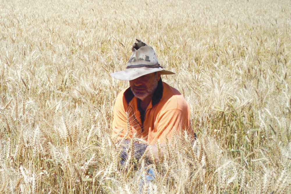 Oakey Show Society Dryland Winter Crop Competition - feature photo