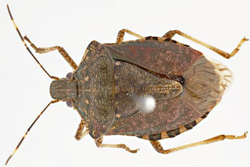 A brown marmorated stink bug.