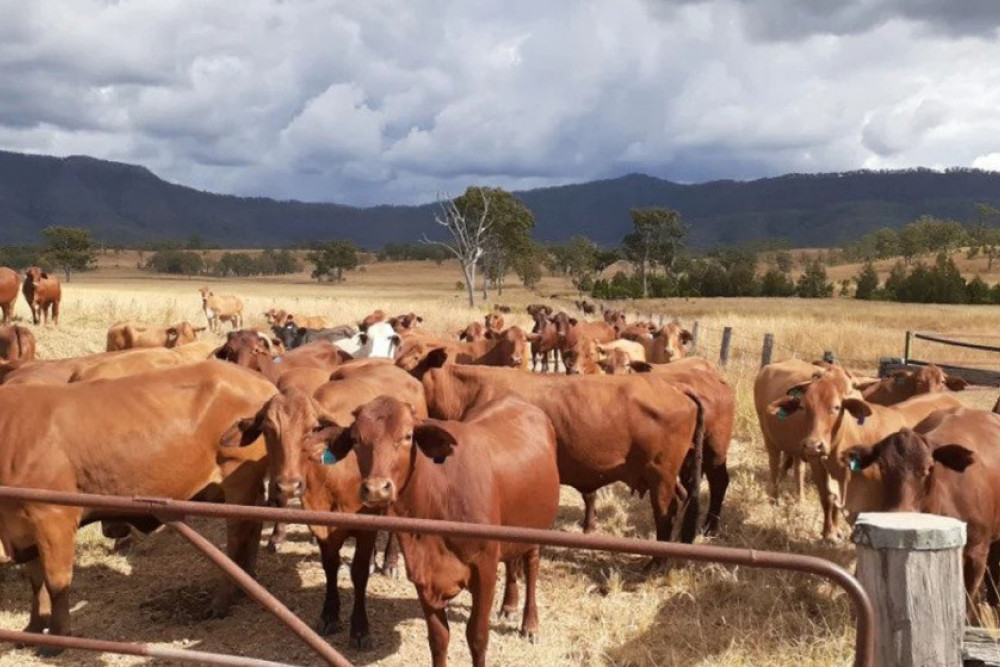 Appeal for public assistance following cattle theft, Tarome - feature photo