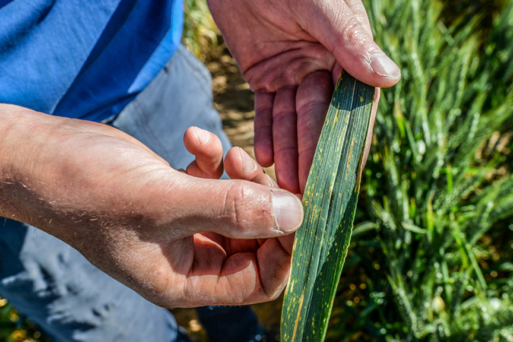 Early epidemic of rust stripe - feature photo