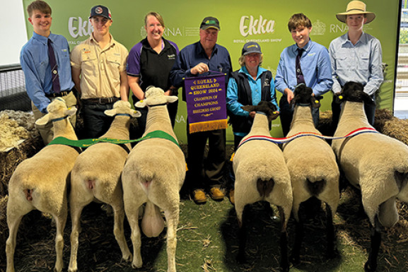 Great Ekka Results For Milton Park Suffolks - feature photo