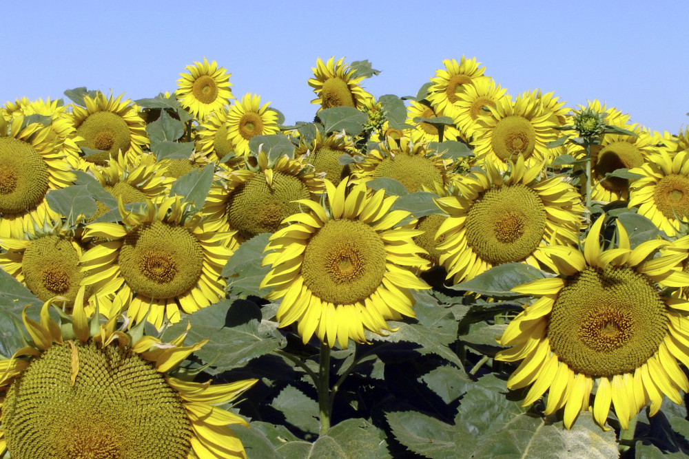 GRDC sunflower workshop at Pittsworth - feature photo