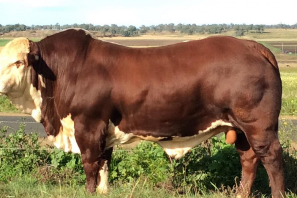 Sunny Lawn Felix 1473 (P) from Sunny Lawn Brafords, the 2022 ACM Sire Shootout winner.