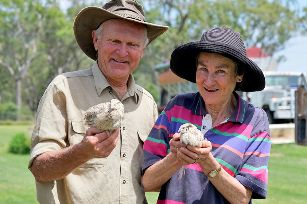 Bird herd... Clive and Erika produce between 2500 and 3000 quail a week at their Pittsworth farm.