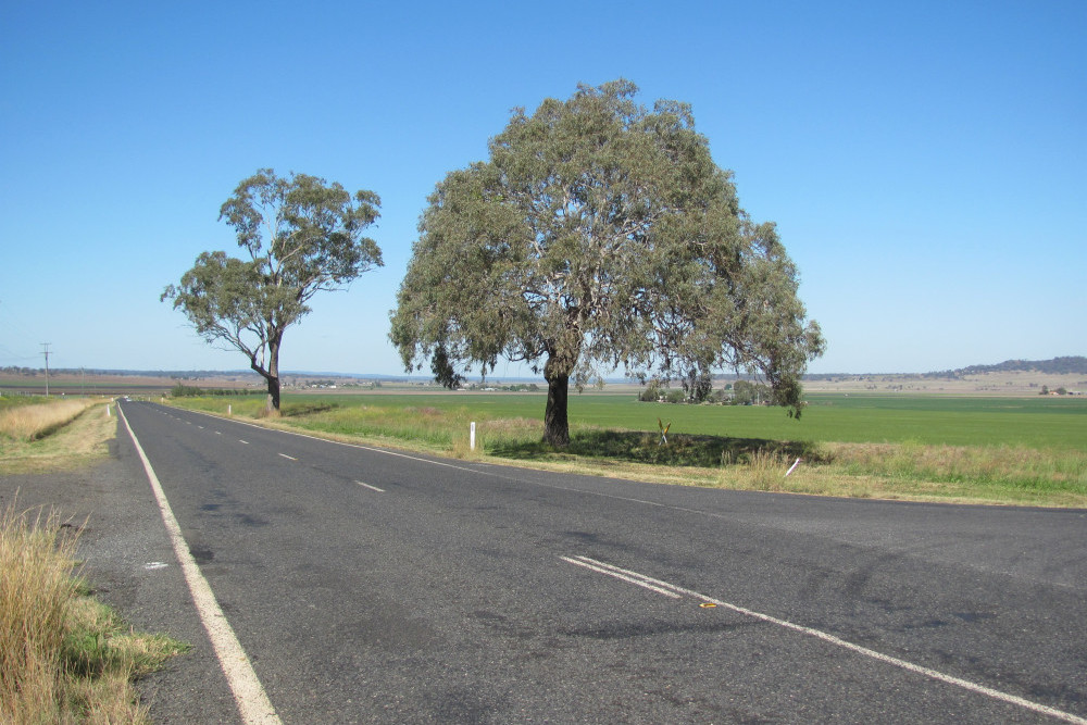 The two coolabah trees potentially facing the axe.