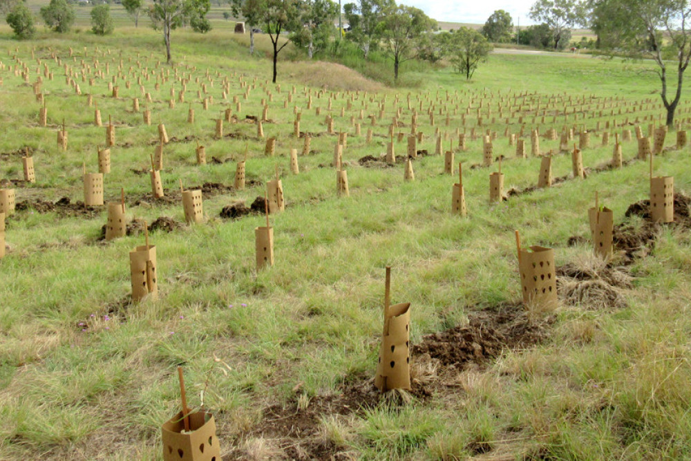 TRC to explore tree planting programs - feature photo