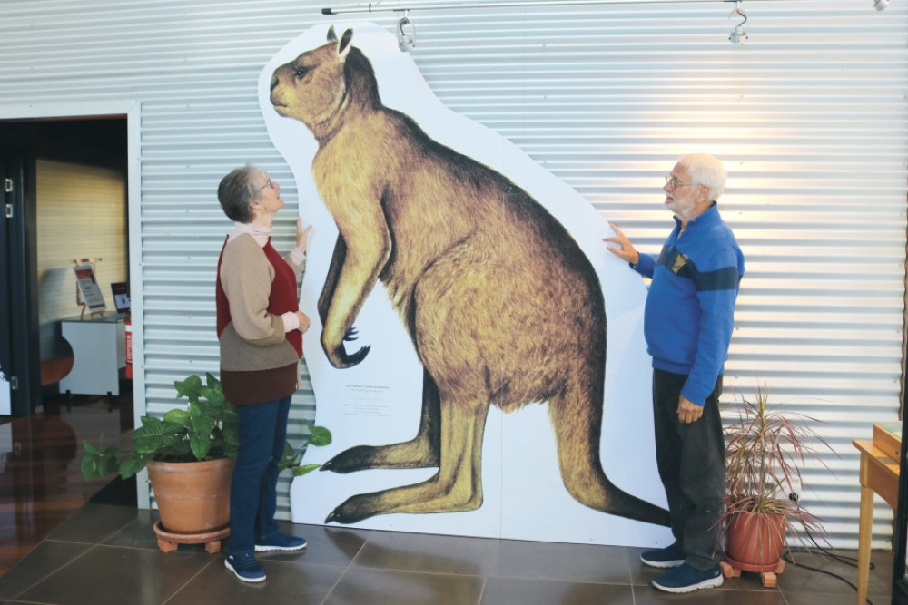 Megafauna Group members Trish and Tony Wallen from Nobby survey the sizeable kangaroo image.