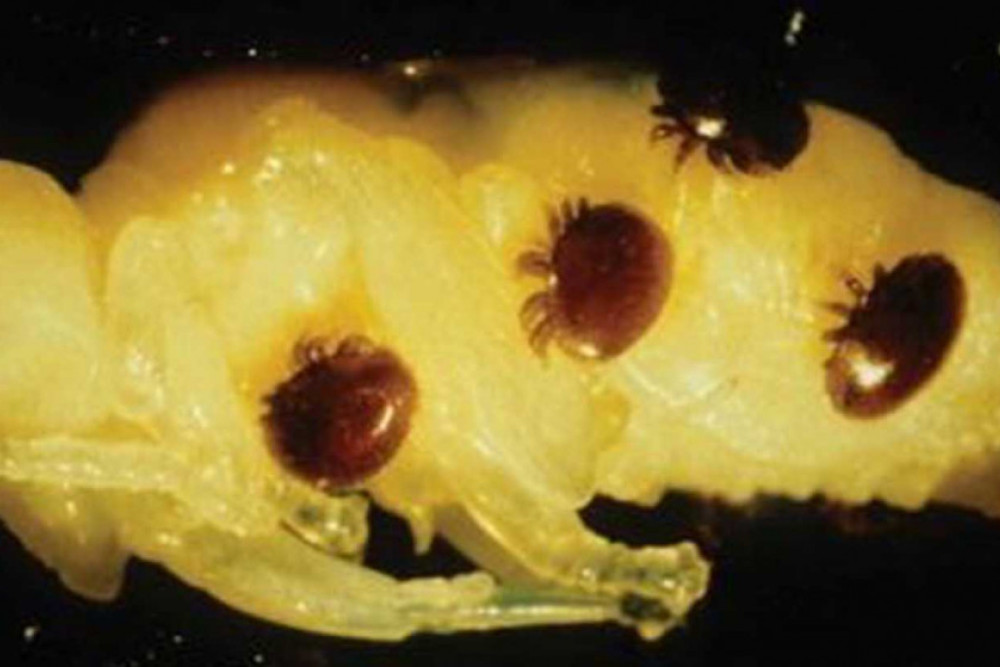 Varroa Mite causes concern - feature photo