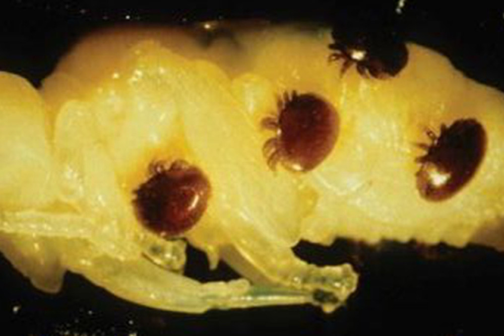 Varroa mites.