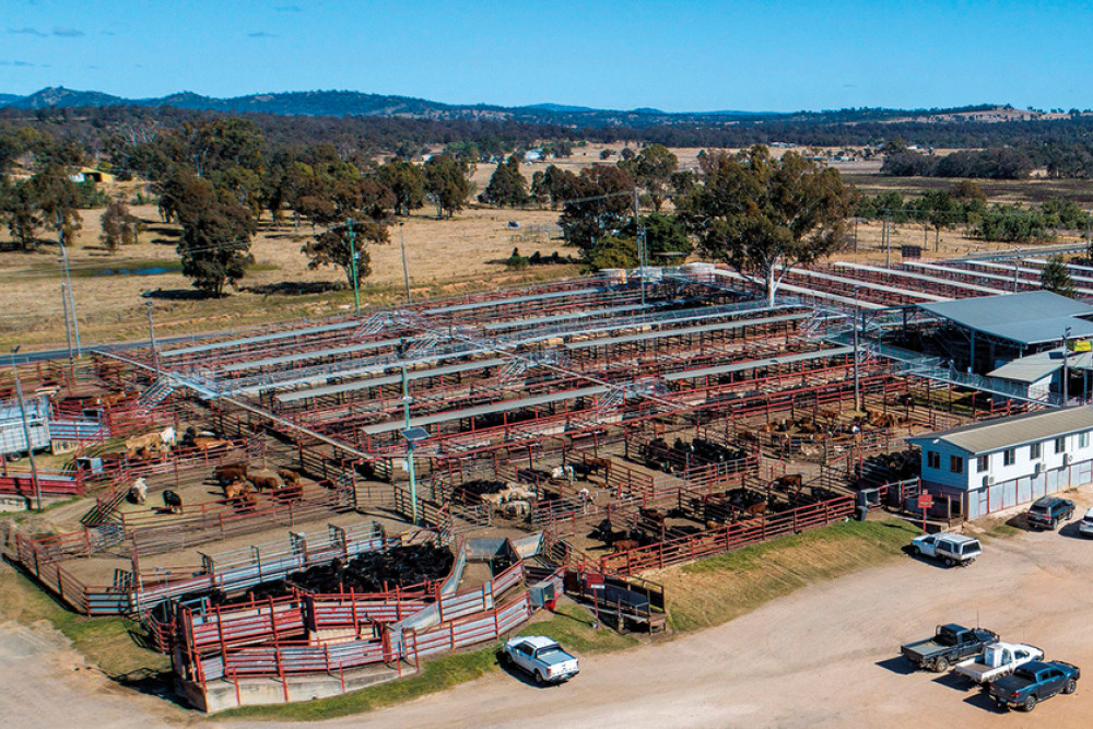 Work To Commence At Warwick Saleyards - feature photo