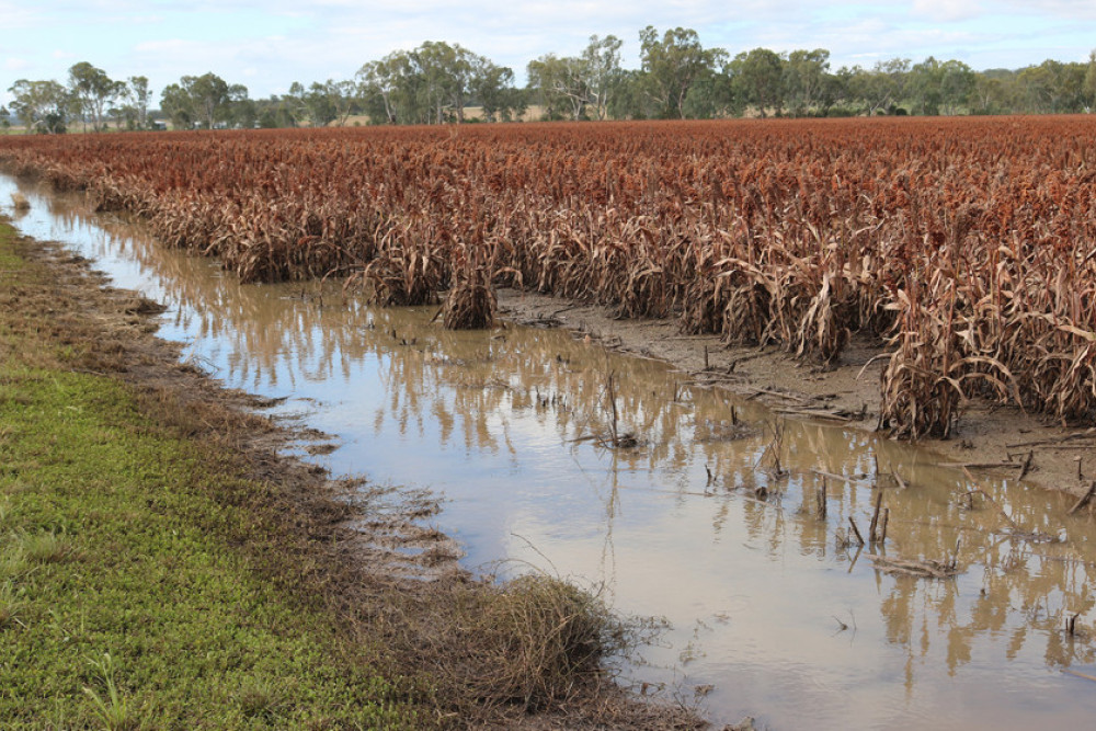 With ongoing rainfall during recent months, farming country along the Condamine Valley has become water-logged and the destruction of once good looking sorghum and other crops has been devastating for farmers, who may at least get a morale boost from the volunteers working with Blaze Aid.