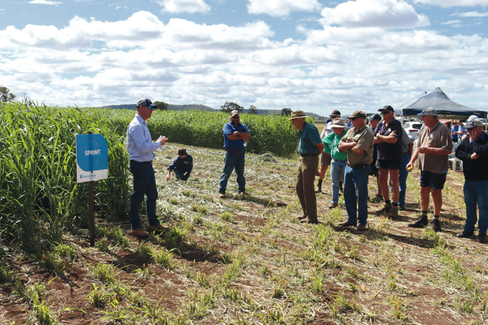 Wayne Chester from Pacific Seeds discusses new seed brands at the Mengels’ Nobby property.