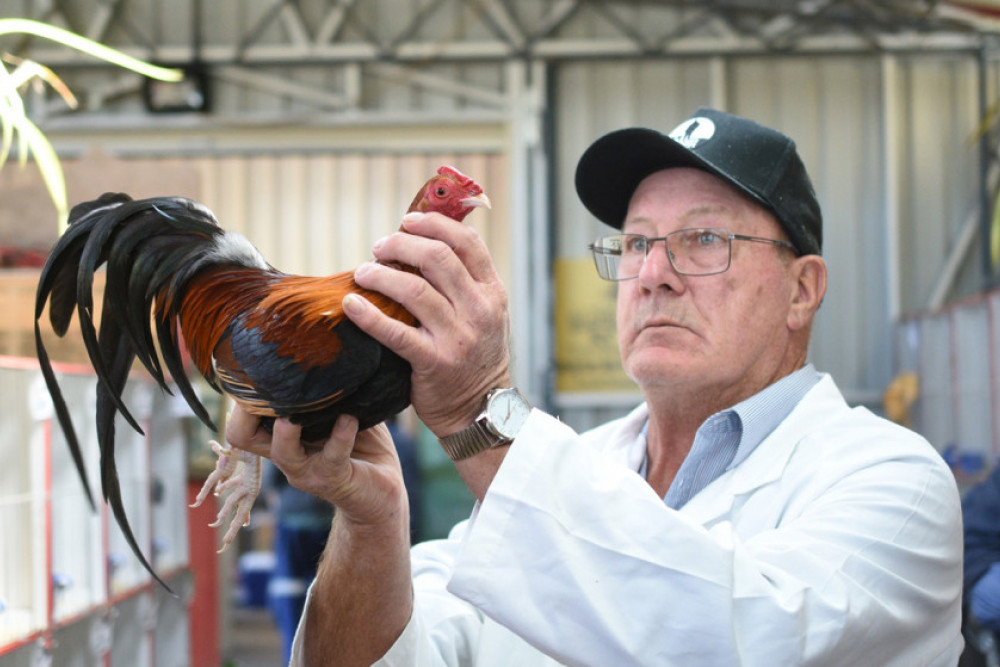 Judge Wayne Minns examining and selecting the Grand Champion.