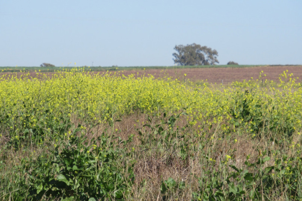 Fireweed blazing through local paddocks - feature photo