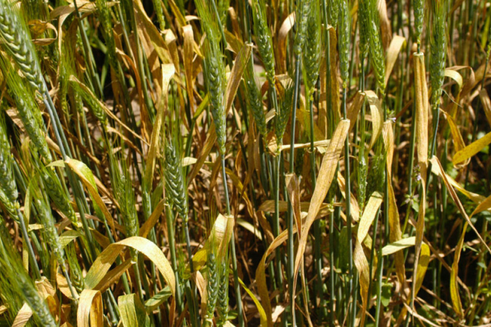 Updated disease ratings prepare growers for high stripe rust risk - feature photo