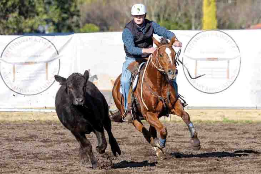 Will Purnell from Millmerran competing in the Campdrafting. Photos, Kellie Craft Photography