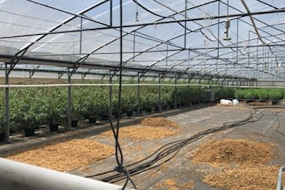 Over 3,000 plants formed a well-established Cannabis crop found by police in a greenhouse on a Willow Springs Road property.