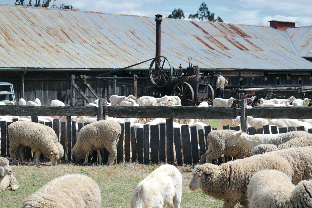 The about 160-years-old woolshed is the focal point of the Jondaryan Woolshed facility and highlights the core values of the precinct. The woolshed was a hive of activity during the last Jackie Howe Festival held in 2016.