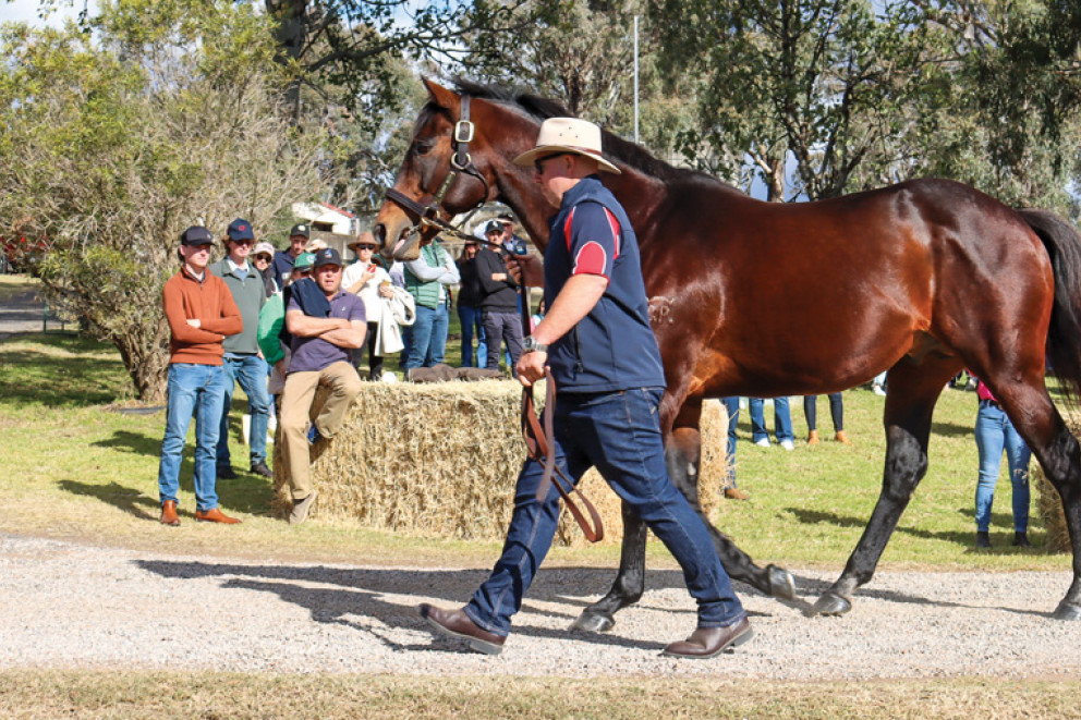 Mick Frappell leads Worthy Cause at the stallion parade.