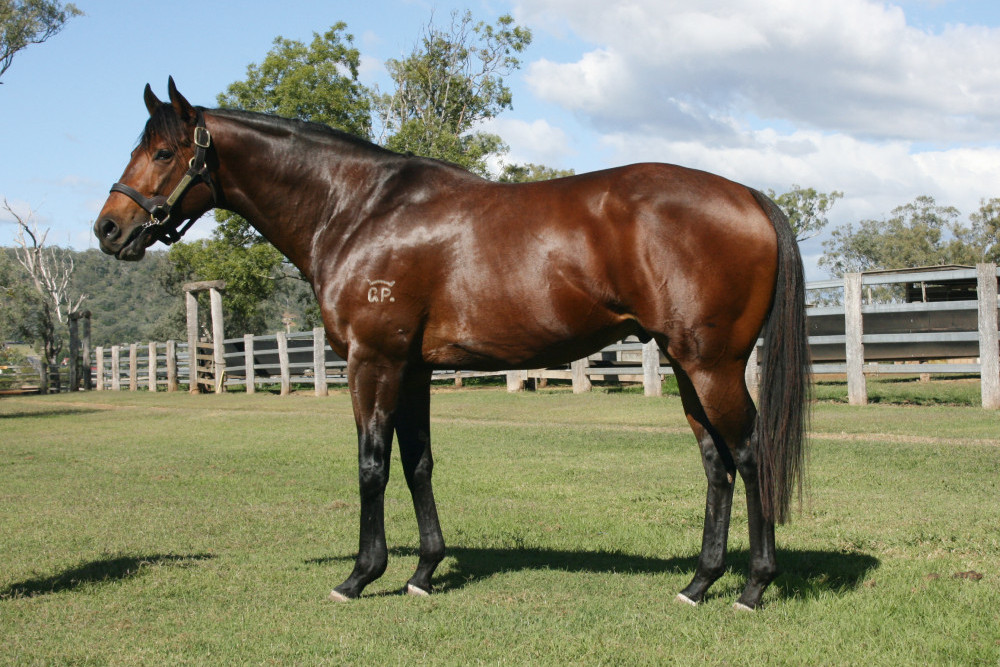 Clear Mountain Fairview Stud's champion sire Worthy Cause.